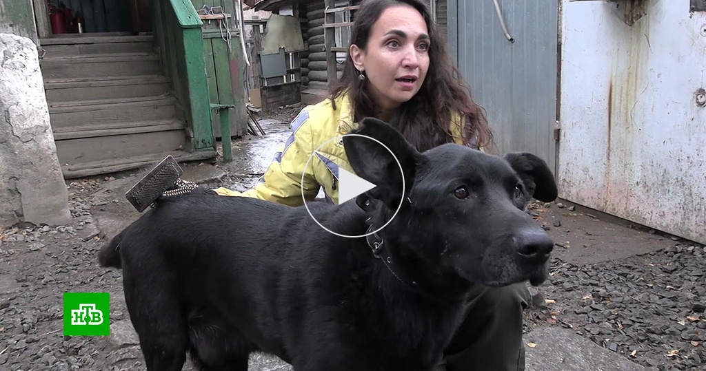 Споры с приютами