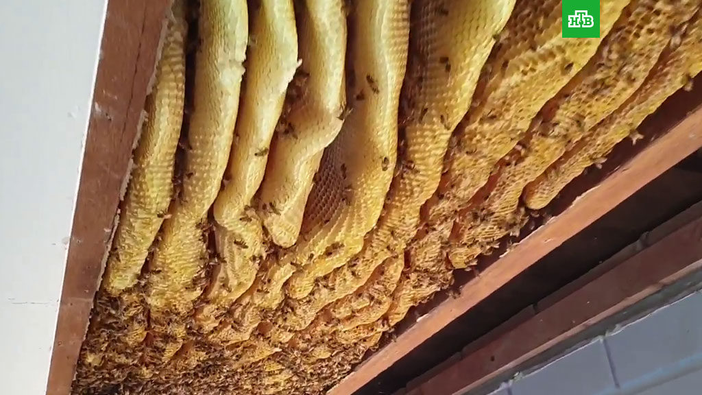 Как сделать улей своими руками. Пчелиный домик на 16 рамок Дадана. | Мастер Николай | Дзен