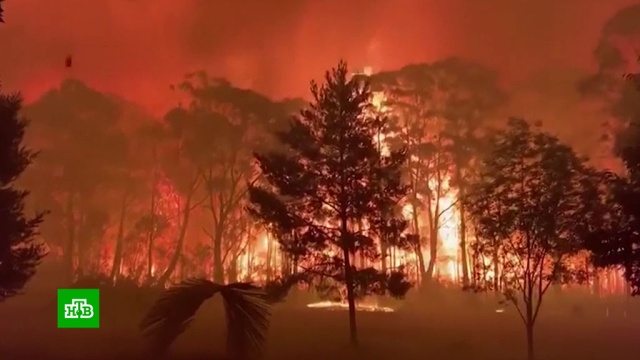 В охваченных лесными пожарами районах Австралии в огне гибнут люди.Австралия, лесные пожары, пожары.НТВ.Ru: новости, видео, программы телеканала НТВ