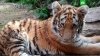 В Татарстане умер изъятый у наркоторговцев тигренок