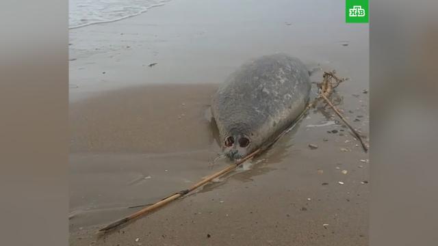 Мертвых тюленей нашли на берегу Каспийского моря.Дагестан, животные, смерть.НТВ.Ru: новости, видео, программы телеканала НТВ