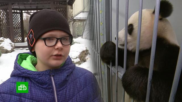 Путин исполнил мечту мальчика встретиться с пандой.дети и подростки, медведи, Москва, панды, подарки, Путин.НТВ.Ru: новости, видео, программы телеканала НТВ