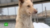 Собаки и щенки с Крымского моста ищут новых хозяев