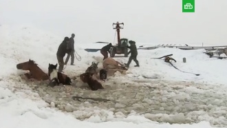 В Башкирии спасли провалившийся под лед табун лошадей