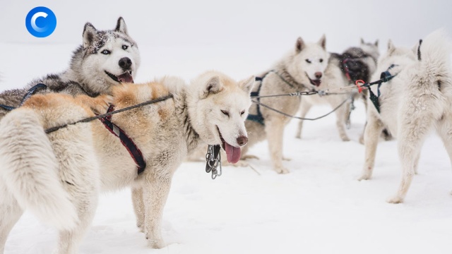 Гонка за миллионами: на собаках по снежной тундре.ЗаМинуту, Якутия, животные, снег, собаки.НТВ.Ru: новости, видео, программы телеканала НТВ