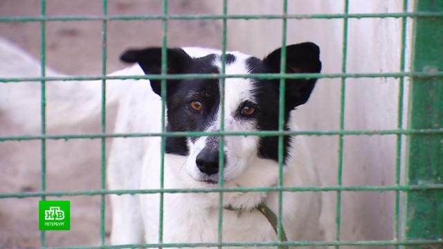 «Пригласи меня на карантин»: как петербургские зоозащитники дарят собакам временный дом.Санкт-Петербург, благотворительность, животные, карантин, коронавирус, кошки, собаки.НТВ.Ru: новости, видео, программы телеканала НТВ