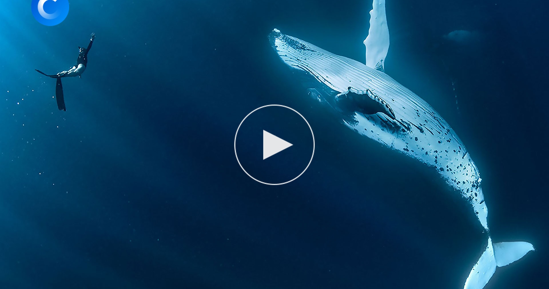 исчезнувшие киты. киты в атлантическом океане. китообразные горбатый кит. презентация на тему киты. остров врангеля серый кит.