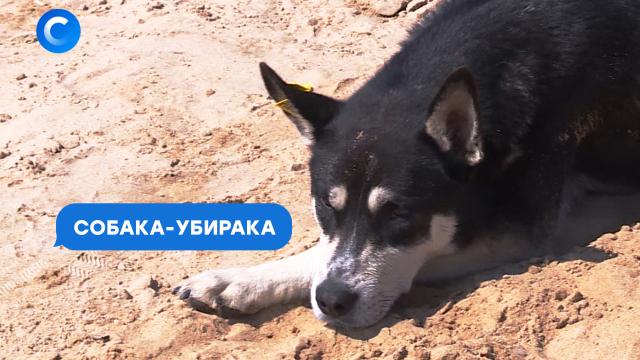 Бездомная собака научилась убирать за людьми.ЗаМинуту, Казань, животные, мусор, пляжи, собаки.НТВ.Ru: новости, видео, программы телеканала НТВ