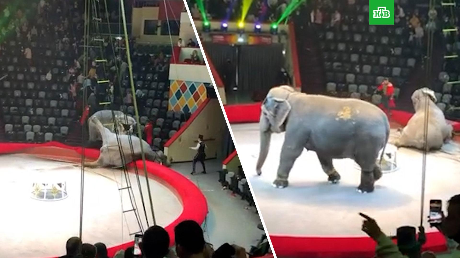 Драка слонов в Казанском цирке