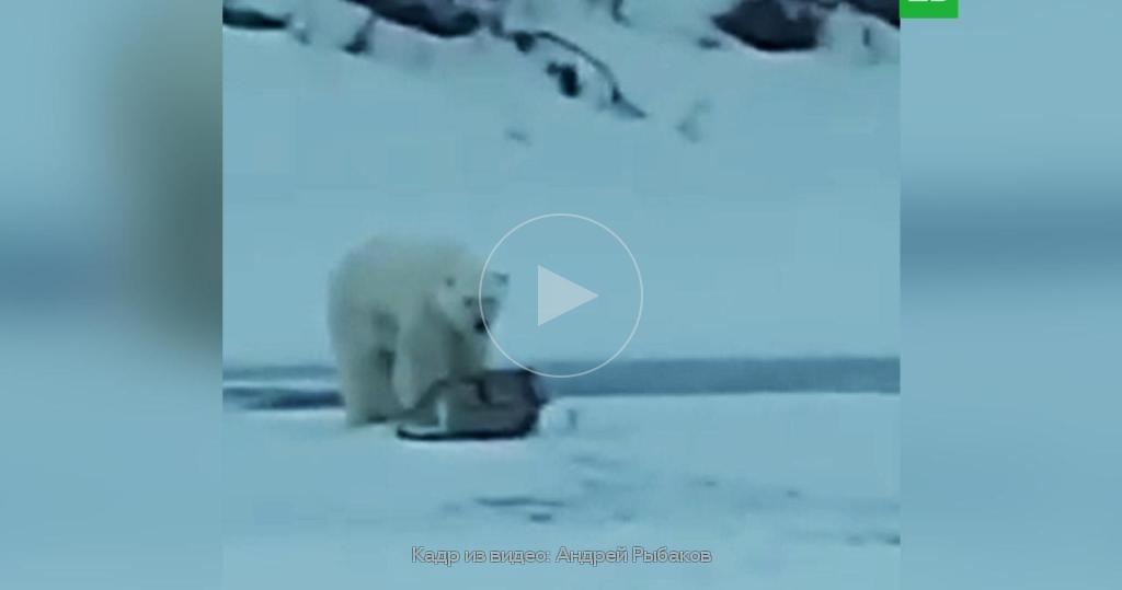 Медведь лишил ее жизни. Белый медведь идет по Якутии. В Томпонском районе вышел белый медведь. Медведь отбирает стул у рыбака. Медведи лес зима Берлога.