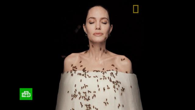 Анджелина Джоли приняла участие в фотосессии с роем пчел.Джоли, артисты, знаменитости, насекомые, пчелы, шоу-бизнес.НТВ.Ru: новости, видео, программы телеканала НТВ