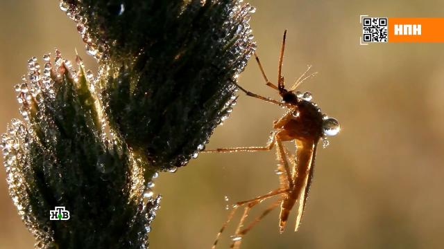 Клещи, комары и опасная мошкара: как от них защититься.здоровье, клещи, комары, насекомые.НТВ.Ru: новости, видео, программы телеканала НТВ