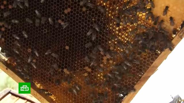 Правильный мед: новый закон защитит пчел от пестицидов фермеров.законодательство, пчелы, сельское хозяйство.НТВ.Ru: новости, видео, программы телеканала НТВ