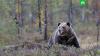 Медведь напал на московских туристов в сибирском парке: один погиб 