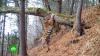 В Приморье излечившуюся от стресса амурскую тигрицу вернули в дикую природу