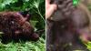 Пять медведей отстреляют в парке «Ергаки» после нападений на людей