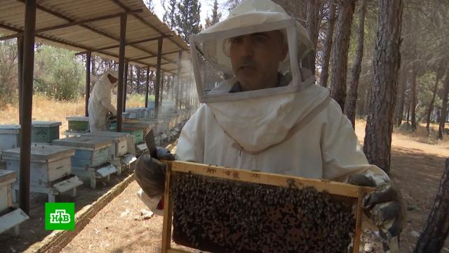 В сирийской провинции Латакия наращивают объемы производство меда.Сирия, мед, пчелы, сельское хозяйство.НТВ.Ru: новости, видео, программы телеканала НТВ