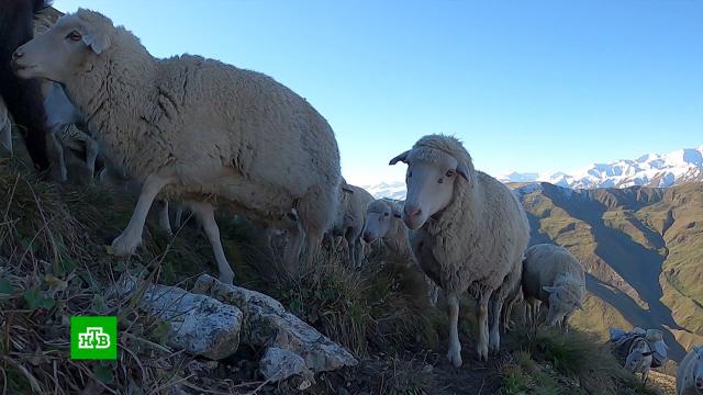Стадное чувство: в Дагестане заканчивается осенний перегон овец.Дагестан, животные.НТВ.Ru: новости, видео, программы телеканала НТВ