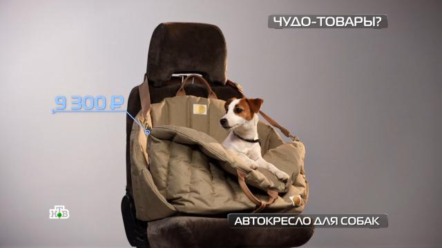 Автокресло для собак: гарантирует ли оно безопасность водителю и питомцу.автомобили, животные, изобретения, собаки.НТВ.Ru: новости, видео, программы телеканала НТВ