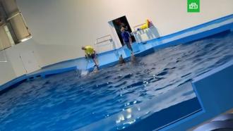 В океанариуме Екатеринбурга дрессировщик избил дельфинов палкой