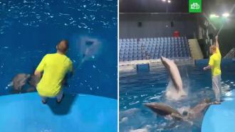 В океанариуме Екатеринбурга опровергли избиение дельфинов тренером 