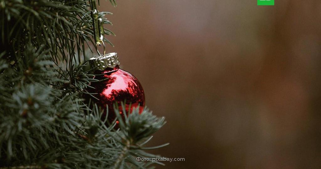 В новогодних елях могут прятаться клещи и клопы // Новости НТВ