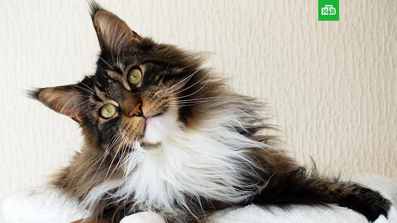 Зоопсихолог назвала самые умные породы кошек // Новости НТВ