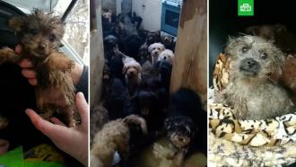 Более 120 собак завела в квартире жительница Тольятти