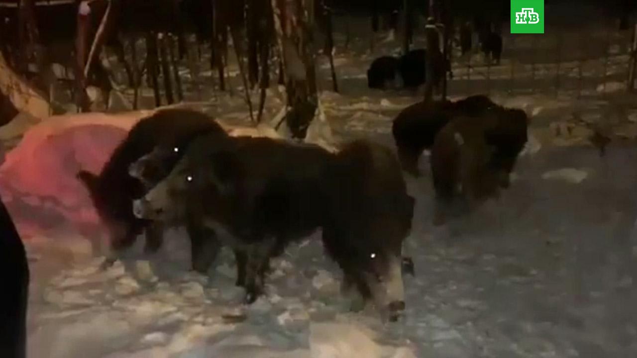 Команды по поиску