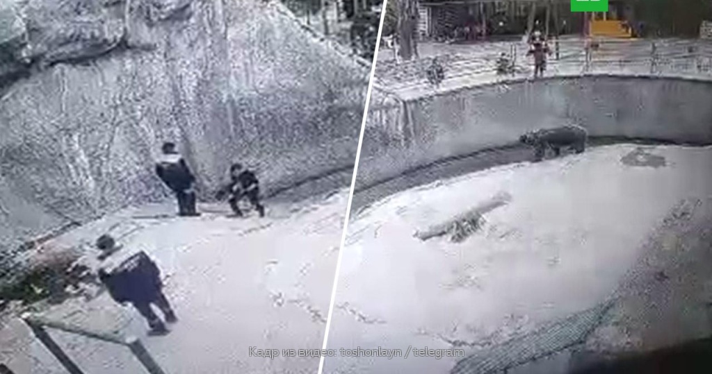 Дом престарелых медведей: лучшая забота