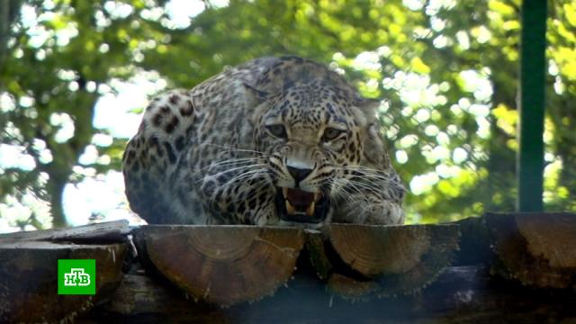 Трех молодых леопардов выпустили в дикую природу в Северной Осетии.Северная Осетия, животные, леопарды.НТВ.Ru: новости, видео, программы телеканала НТВ