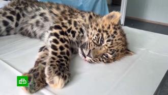 В Приморье спасли истощенного четырехмесячного леопарда