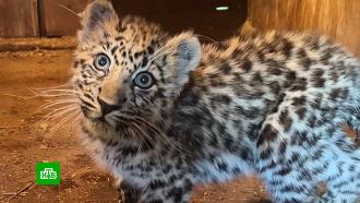 В Приморье выхаживают маленького леопарда, который отбился от матери и едва не погиб