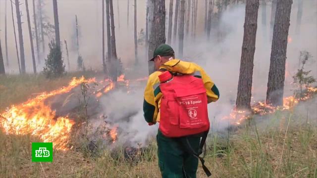 Лесные пожары в Якутии полностью потушены.Якутия, лес, лесные пожары.НТВ.Ru: новости, видео, программы телеканала НТВ