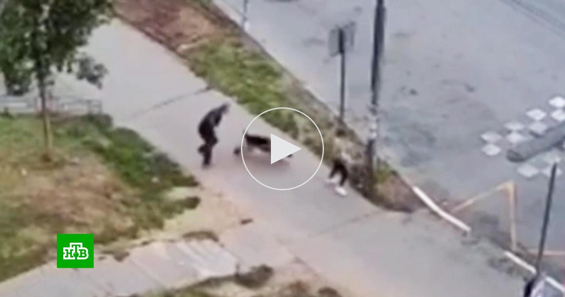 Немецкая овчарка напала на ребенка в москве. Немецкая овчарка напала на ребенка в москве. Немецкая овчарка напала на ребенка в москве. Нападение медведя на человека. 9-летнего мальчика набросились две овчарки.