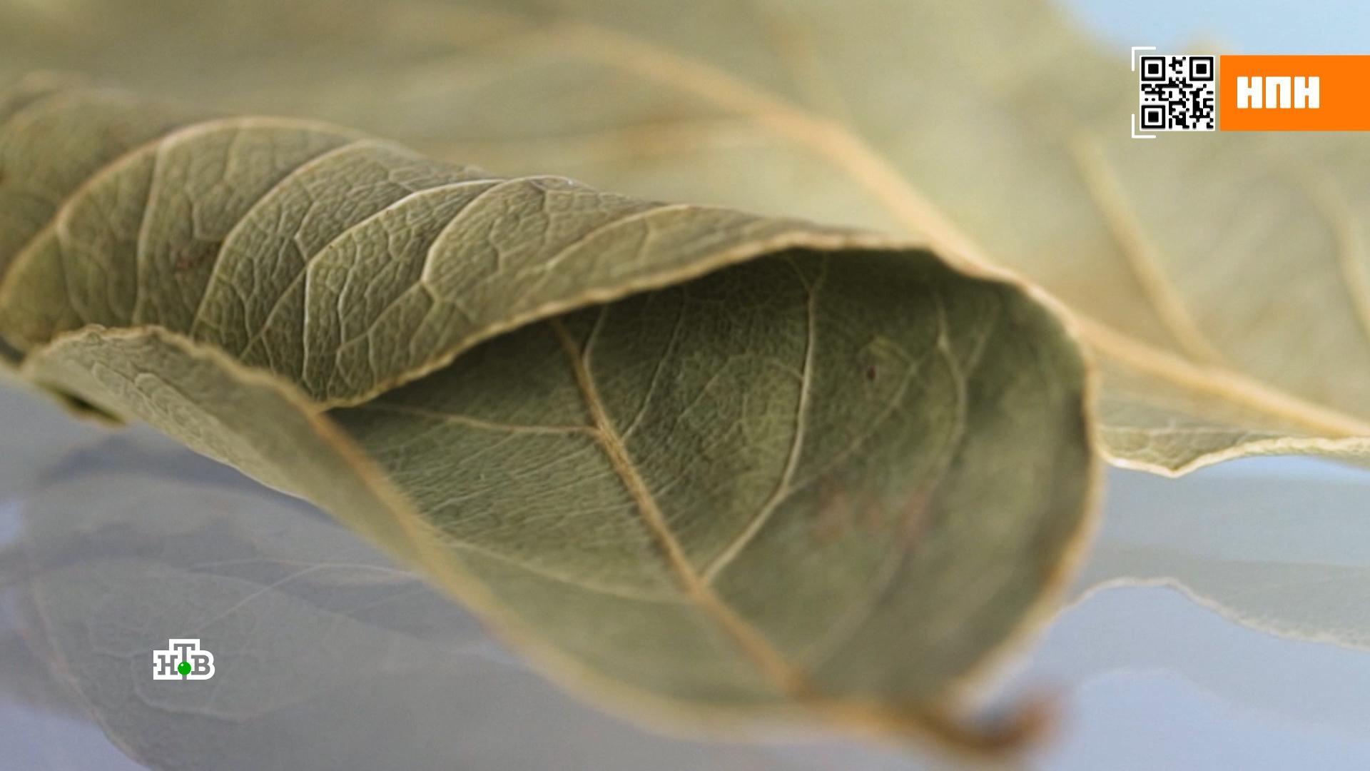 Польза лавровых листьев и их возможный вред| от Роскачества
