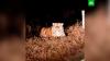 Амурский тигр несколько раз выходил к дороге в Приморье: видео
