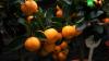 Минсельхоз не ожидает сокращения предложения мандаринов на российском рынке