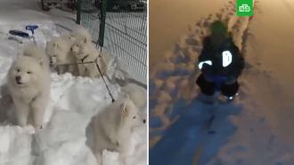 В Пермском крае из-за снегопада ребенка отвезли в детсад на собачьей упряжке