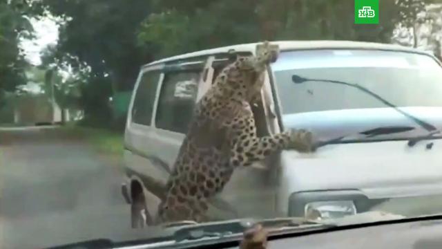 Нападение леопарда на людей сняли на видео.Индия, животные, леопарды.НТВ.Ru: новости, видео, программы телеканала НТВ
