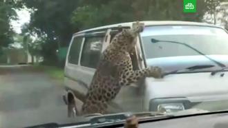 Нападение леопарда на людей сняли на видео