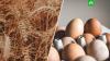 Евростат: цены на зерно и яйца в ЕС выросли в 2022 году более чем на 40%