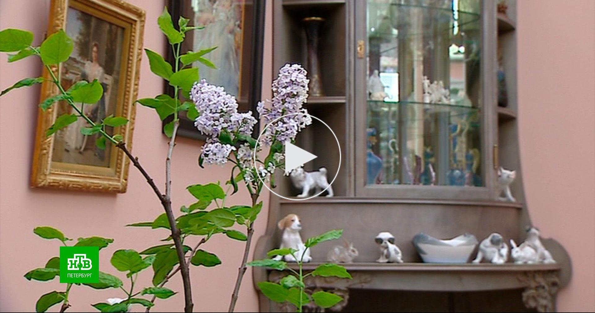 Как царскосельские флористы заставляют цвести сирень зимой // Новости НТВ