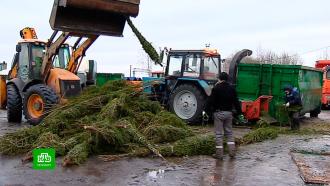 В Калининском районе утилизируют новогодние елки