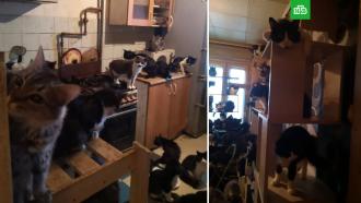 «Моча с потолка капала»: в квартире в Обнинске нашли 100 кошек