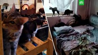 Квартиру в Обнинске освободили от 100 кошек