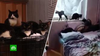 Ветеринар рассказала о состоянии сотни кошек в обнинской квартире