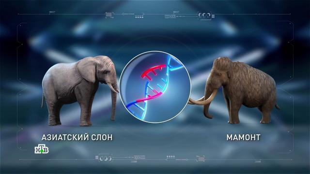 Снова ожить: как ученые возвращают к жизни древние существа.НТВ.Ru: новости, видео, программы телеканала НТВ