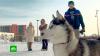 Дог-френдли город: как в Казани развивают дружелюбную для собак среду