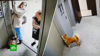 В Казани девушка с собакой едва не погибли в лифте из-за поводка